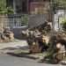 Árbol talado en las inmediaciones de 19 y 8, Vedado, denunciado por el grupo de Facebook Habana Verde. Foto: Yoel Rodríguez