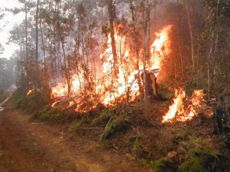 Foto de archivo de incendio forestal el oriente cubano. Foto: CITMA / venceremos.cu / Archivo.