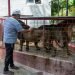 Dos de los leones que escaparon del zoológico de Camagüey, junto con su domador, este 18 de mayo de 2021. Foto: Leandro A. Pérez / Facebook.