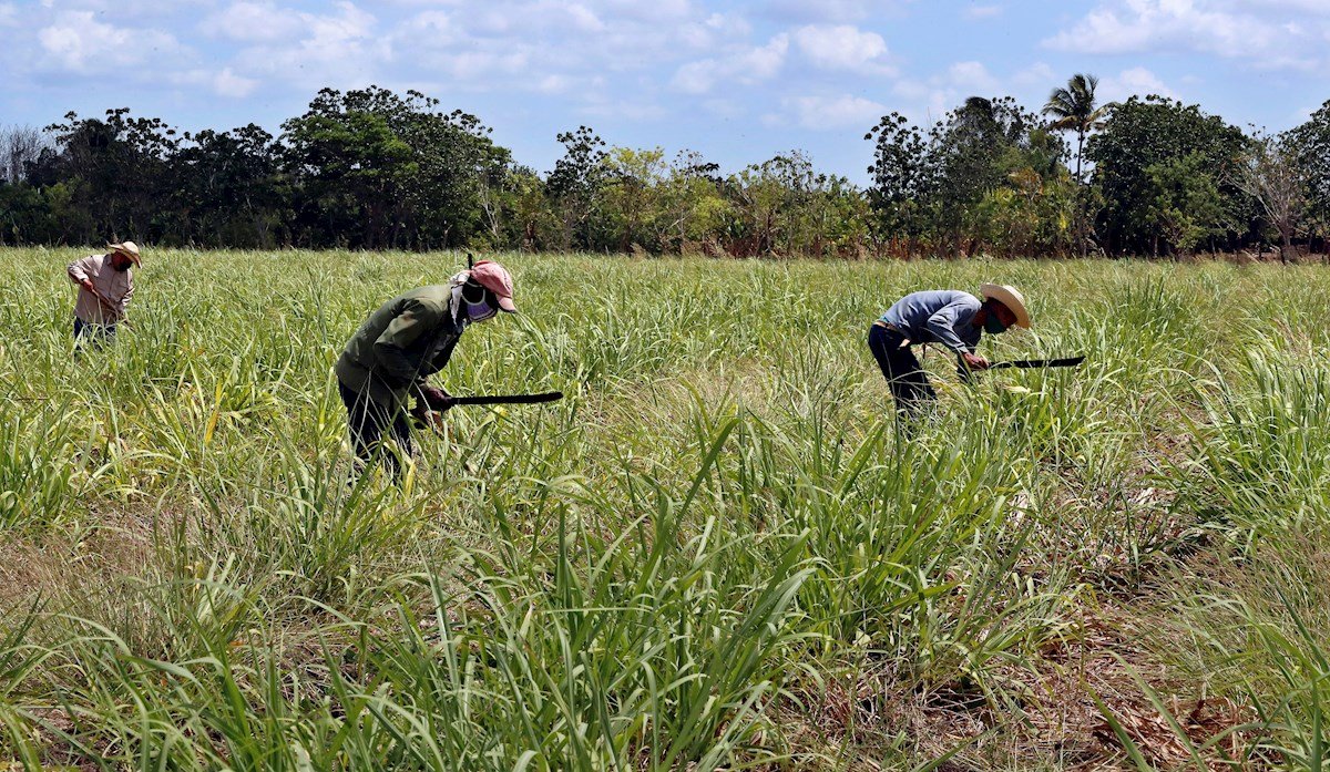 Campesinos trabajan en un cultivo de caña de azúcar, el 29 de abril de 2021 en Madruga, Mayabeque (Cuba). Foto: EFE/Ernesto Mastrascusa.