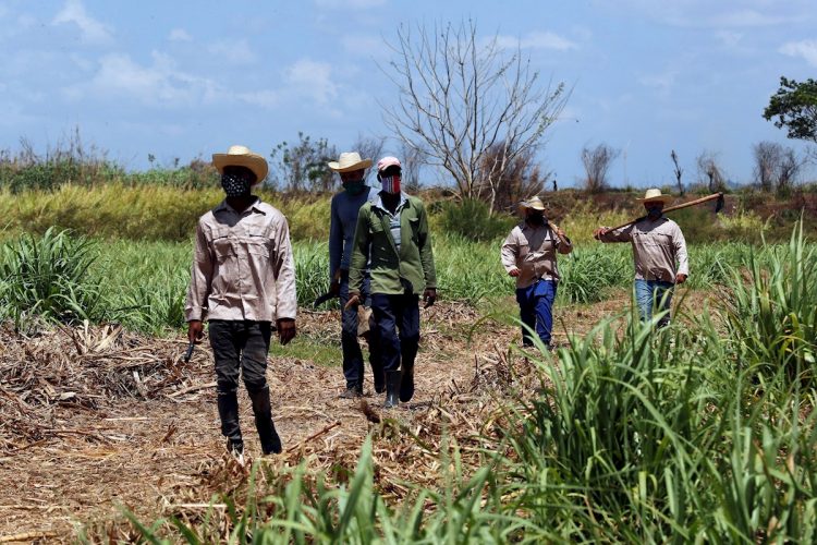 Campesinos caminan tras terminar sus labores en un cultivo de caña de azúcar en Cuba. Foto: Ernesto Mastrascusa / EFE / Archivo.