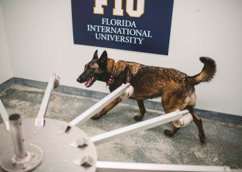 Fotografía cedida por la Universidad Internacional de Florida (FIU) donde se muestra uno de los cuatro perros "certificados" como detectores de la COVID-19, en EEUU. Foto: Fiu Margi Rentis / EFE.