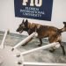 Fotografía cedida por la Universidad Internacional de Florida (FIU) donde se muestra uno de los cuatro perros "certificados" como detectores de la COVID-19, en EEUU. Foto: Fiu Margi Rentis / EFE.