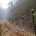 Los daños por el incendio forestal en el Parqe Nacional Alejandro de Humboldt serán visibles por una década. Foto: Tomada de Escambray.