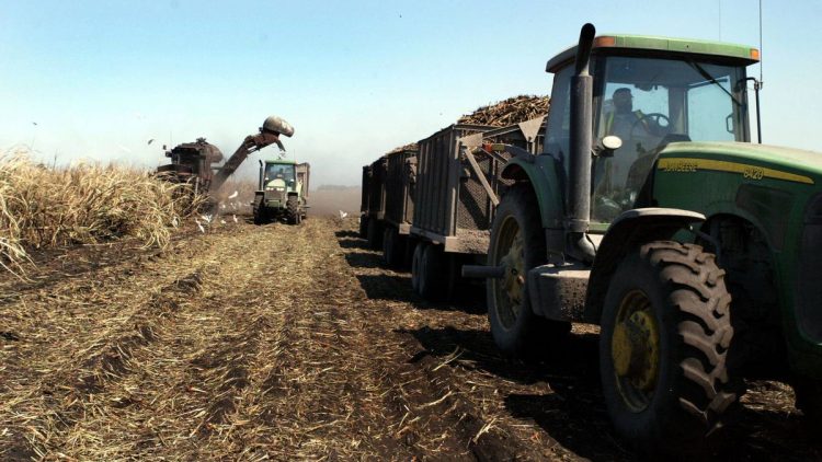 Tres cuartas partes de la caña de azúcar en Florida se cultiva en el condado de Palm Beach, al sur del lago Okeechobee, y el resto en el vecino condado de Hendry. Dos empresas, Florida Crystals, con sede en West Palm Beach, y U.S. Sugar, con sede en Clewiston, dominan la producción. Foto: Sun Sentinel.