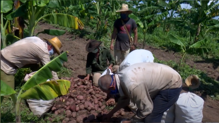 Foto: Ariguanabo TV.