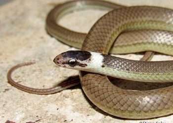 Ejemplar de una nueva especie de serpiente identificada en Cuba, denominada Arrhyton albicollum. Foto: Diego Salas vía Luis Manuel Díaz Beltrán / Facebook.