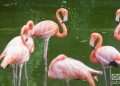 Flamencos en el Jardín Zoológico de La Habana, más conocido como Zoológico de 26. Foto: Otmaro Rodríguez / Archivo.