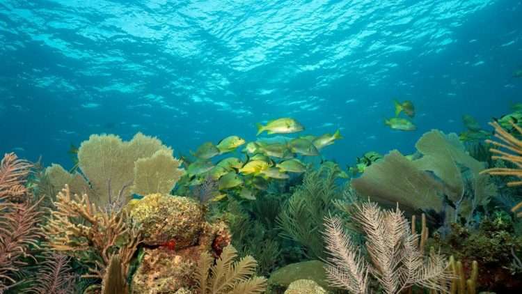 El Parque Nacional Jardines de la Reina, en el sureste de Cuba. Foto: padi.com / Archivo.