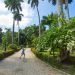 A la par de la construcción de la casa de descanso de los Capitanes Generales se fundó el Jardín Botánico de La Habana, en la Quinta de los Molinos. Foto: Otmaro Rodríguez.