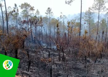 Imagen de los daños causados por un incendio forestal en la occidental provincia cubana de Pinar del Río Foto: Telepinar.