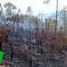 Imagen de los daños causados por un incendio forestal en la occidental provincia cubana de Pinar del Río Foto: Telepinar.