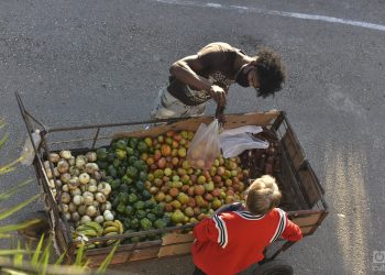 Algununas de las nuevas Mipymes se dedicarán a la Elaboración y
conservación de frutas,
legumbres y hortalizas. Foto: Kaloian.