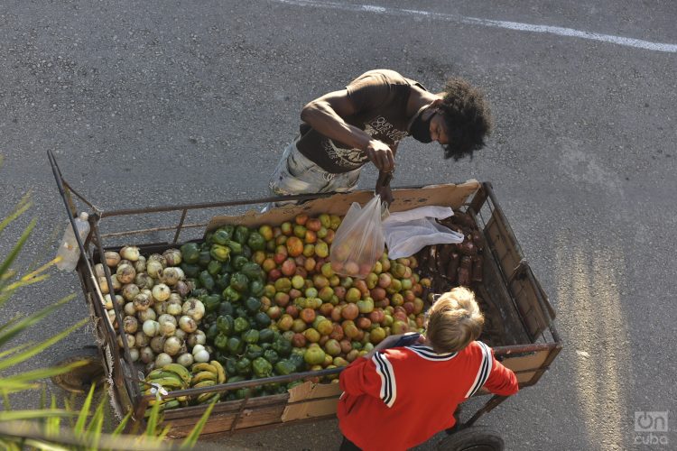 Algununas de las nuevas Mipymes se dedicarán a la Elaboración y
conservación de frutas,
legumbres y hortalizas. Foto: Kaloian.