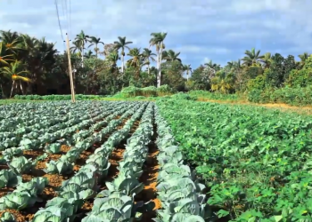 Cultivos asociados. Catálogo Audiovisual de Técnicas Agroecológicas.