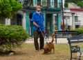 Un anciano con nasobuco pasea un perro en La Habana, el martes 31 de mayo de 2022, tras la eliminación del uso obligatorio de la mascarilla por las autoridades cubanas. Foto: Otmaro Rodríguez.