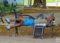 Un hombre sin nasobuco acostado en un parque en La Habana, el martes 31 de mayo de 2022, tras la eliminación del uso obligatorio de la mascarilla por las autoridades cubanas. Foto: Otmaro Rodríguez.