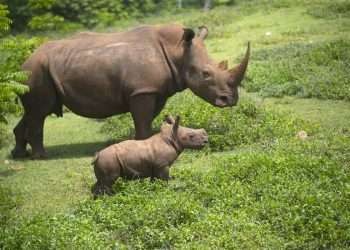 El rinoceronte bebé Ale y su madre caminan por la "pradera africana" del Zoológico Nacional, de Cuba, en La Habana. Foto: Yander Zamora / EFE.