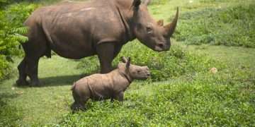 El rinoceronte bebé Ale y su madre caminan por la "pradera africana" del Zoológico Nacional, de Cuba, en La Habana. Foto: Yander Zamora / EFE.