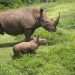 El rinoceronte bebé Ale y su madre caminan por la "pradera africana" del Zoológico Nacional, de Cuba, en La Habana. Foto: Yander Zamora / EFE.