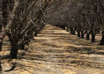 Plantaciones de almendros que no dieron frutos este año debido a la falta de suministro de agua en unas plantaciones, cerca de la localidad de Los Baños en el Valle central de California (EEUU).  Foto:  Guillermo Azábal/EFE.