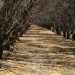 Plantaciones de almendros que no dieron frutos este año debido a la falta de suministro de agua en unas plantaciones, cerca de la localidad de Los Baños en el Valle central de California (EEUU).  Foto:  Guillermo Azábal/EFE.