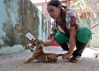 Cachorro de tigre de Bengala, el único sobreviviente de un camada nacida en cautiverio en el Parque Zoológico Nacional junto a la médico veterinaria Rachel Ortiz Vasallo, el 3 de agosto de 2022, en La Habana. Foto: Ernesto Mastrascusa/Efe.