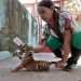 Cachorro de tigre de Bengala, el único sobreviviente de un camada nacida en cautiverio en el Parque Zoológico Nacional junto a la médico veterinaria Rachel Ortiz Vasallo, el 3 de agosto de 2022, en La Habana. Foto: Ernesto Mastrascusa/Efe.