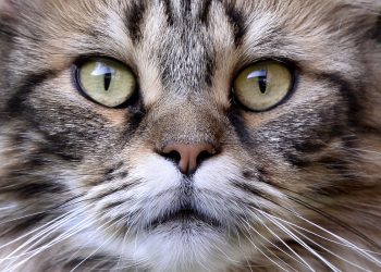 Un gato mira a la cámara en una imagen de archivo. Foto: Sascha Steinbach/Efe.