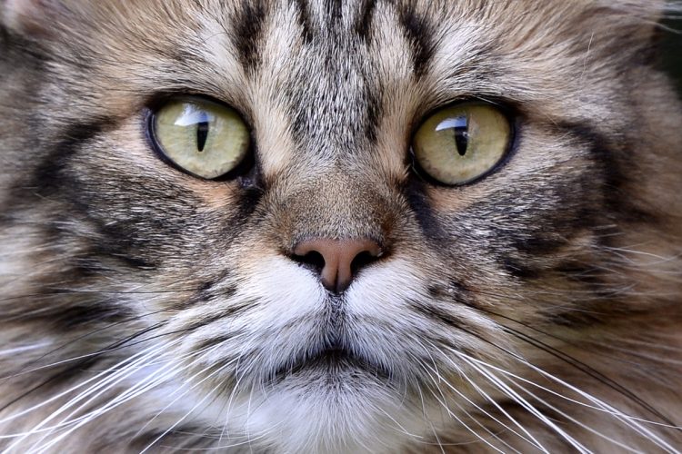 Un gato mira a la cámara en una imagen de archivo. Foto: Sascha Steinbach/Efe.