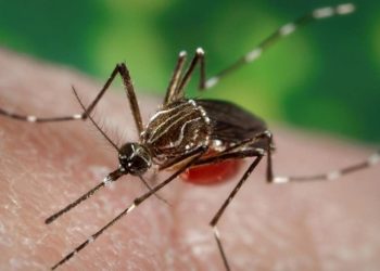 Mosquto Aedes aegypti, transmisor del dengue.