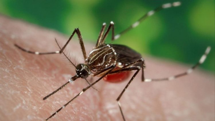 Mosquto Aedes aegypti, transmisor del dengue.