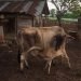 Una vaca alimentando a su ternero. Foto: Otmaro Rodríguez.