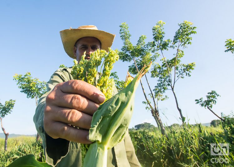 Raudel, un campesino matancero, tiene cultivos de millo, ajonjolí, maíz, maní, melón y yuca. Foto: Otmaro Rodríguez.