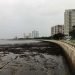 La "marejada ciclónica inversa". Con Ian, las aguas de la bahía de Tampa comenzaron a retroceder empujadas por los vientos. Foto: Tampa Bay Times.