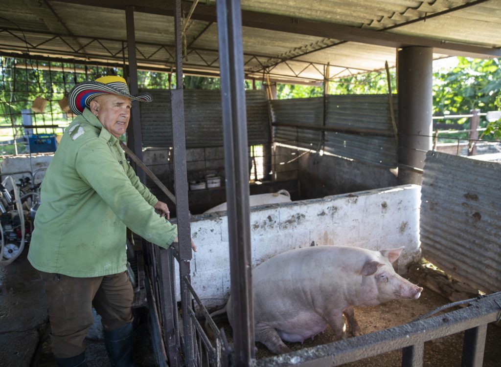 Orelvis Enrique Morales, campesino y productor agrícola cubano, durante una entrevista con la agencia EFE en Bauta , en el occidente de Cuba. Foto: Yander Zamora / EFE.