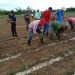 Se sembrarán unas 900 hectáreas del tabaco tapado -destinado para la capa de los habanos- y además se plantarán otras variedades como Burley, Virginia y Vegas Finas. Foto: TabaCuba/Facebook.