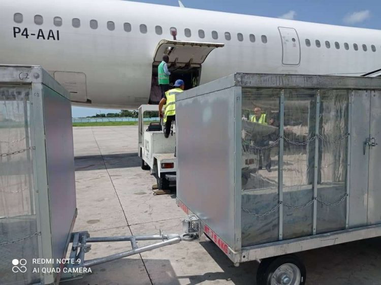 La directora general de Aerovadero, Mayelin Gotera, manifestó a PL que este tipo de contrato les permite ampliar la cartera de clientes, a partir de la aprobación de la entrega de paquetes puerta a puerta de carga familiar, en particular la proveniente de Estados Unidos, con crecimientos significativos en los últimos años. Foto: Aerovaradero/Facebook.