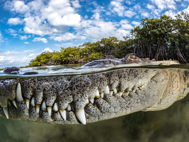 Los Premios de Fotografía de Manglares celebran la belleza, la diversidad y la fragilidad de nuestros bosques de manglares. "Guardián de los manglares", fotografía de Tanya Houppermans, Cuba. Ganador absoluto este año. Foto: The Guardian.