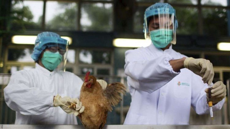 La Organización Panamericana de la Salud / Organización Mundial de la Salud (OPS/OMS) reiteró las orientaciones respecto a la vigilancia y el diagnóstico por laboratorio en muestras humanas y animales. Foto: www.actividadaviècuaria.com