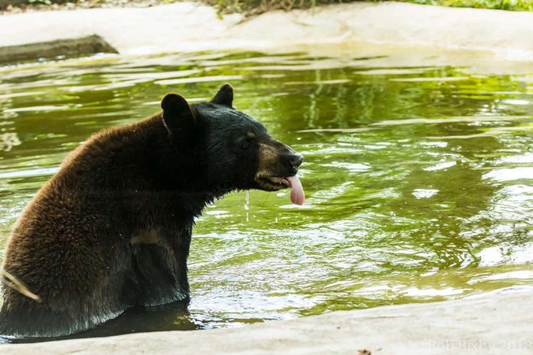 El oso Johnny, de 5 años, que estaba en el Jacksonville Zoo and Gardens desde 2017, murió por disparos de los especialistas en armas mortales de esa institución, según informó el canal local News 4 JAX. Foto: jacksonvillezoo.org