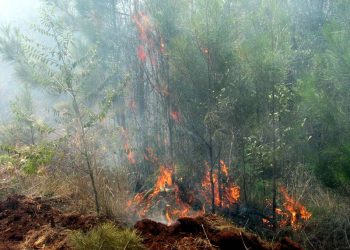 el incendio en las hectáreas dañadas hasta hoy tiene consecuencias negativas sobre la flora y la fauna del lugar, caracterizada por su abundante reserva de coníferas, entre las que figuran pinos y cedros. Foto: Alexis del Toro Hidalgo/ACN.