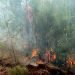 el incendio en las hectáreas dañadas hasta hoy tiene consecuencias negativas sobre la flora y la fauna del lugar, caracterizada por su abundante reserva de coníferas, entre las que figuran pinos y cedros. Foto: Alexis del Toro Hidalgo/ACN.