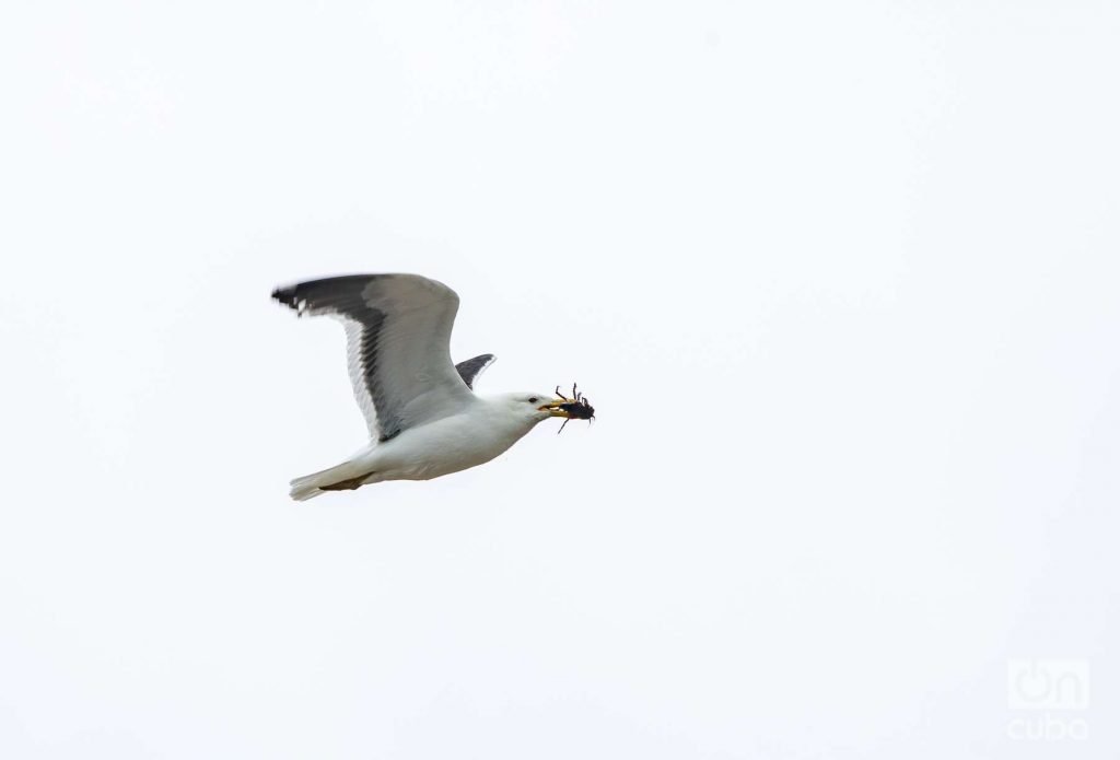 Gaviota con presa. Foto: Kaloian.