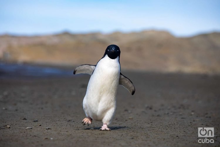 Pingüino de adelia, una de las especies autóctonas. Foto: Kaloian.