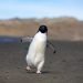 Pingüino de adelia, una de las especies autóctonas. Foto: Kaloian.