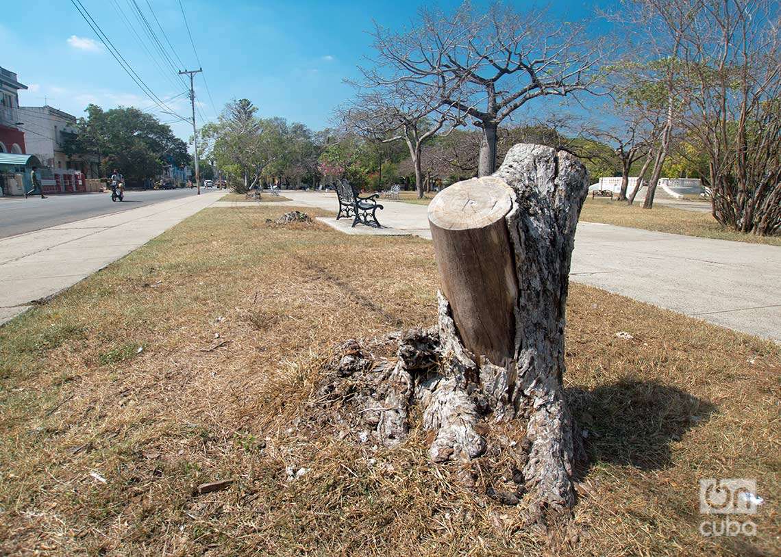 Árbol talado en el parque John Lennon. Foto: Otmaro Rodríguez.