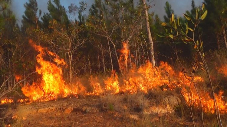 Pinar del Río, la segunda provincia más reforestada de Cuba después de Guantánamo, reporta en lo que va de año más de 60 incendios forestales. Foto: Tomada del Portal del Ciudadano de Pinar del Río.