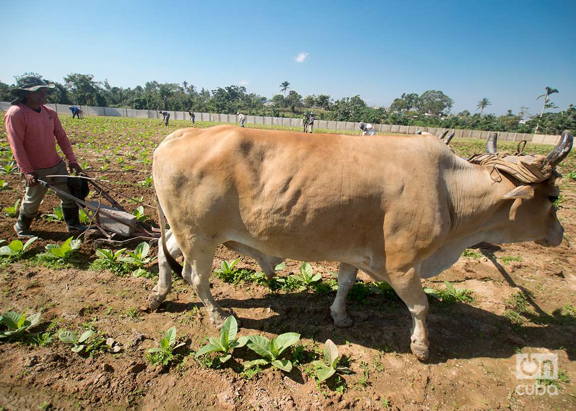 Cultivo de tabaco para la fabricación de Habanos, en Pinar del Río. Foto: Otmaro Rodríguez.