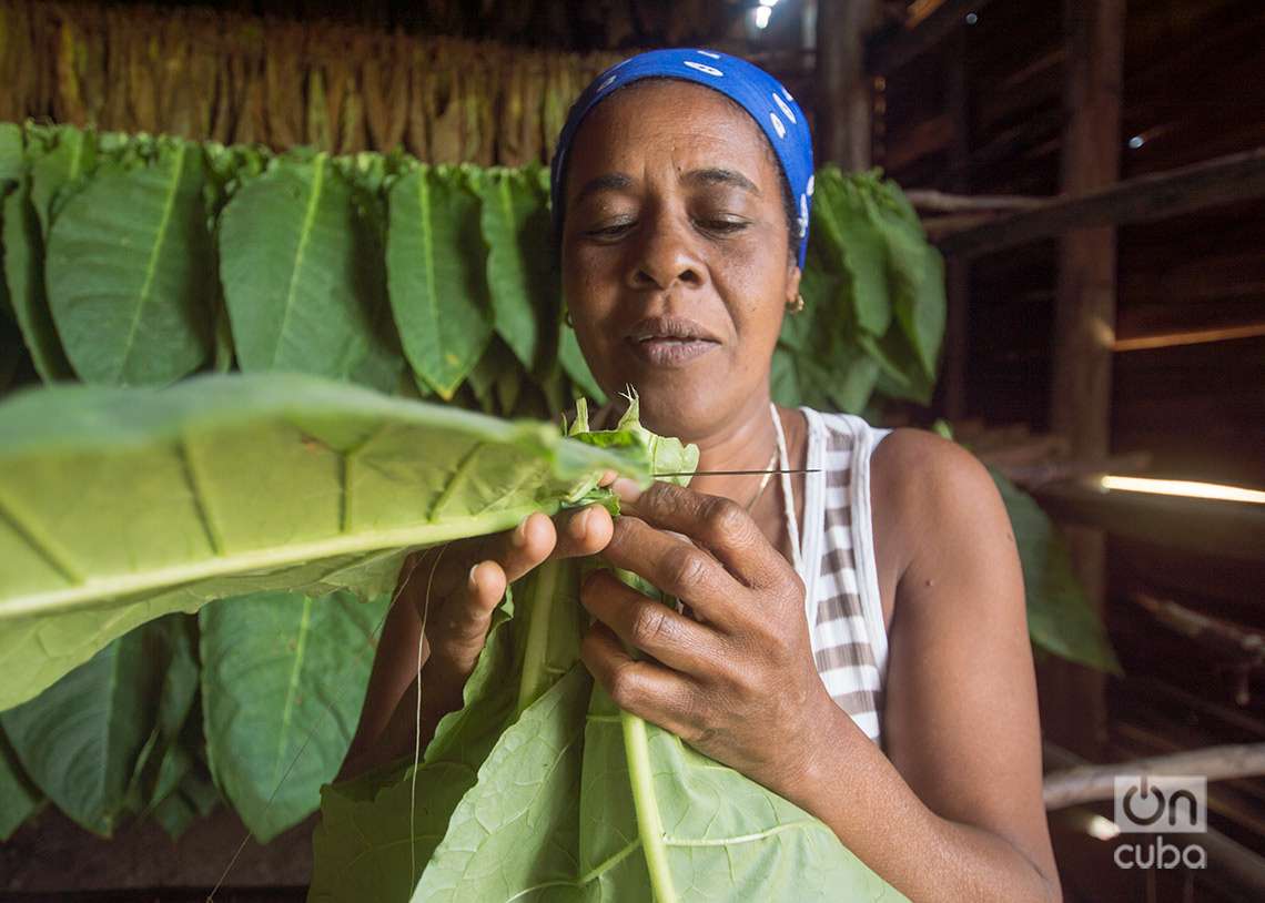 Trabajadora ensarta las hojas de tabaco y las cuelga en cujes. Foto: Otmaro Rodríguez.